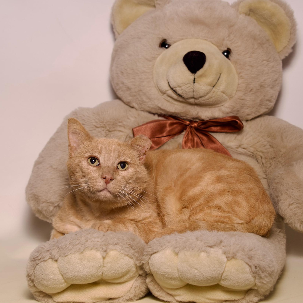 Senior Orange Cat Relaxing Indoors Senior orange tabby cat relaxing beside a teddy bear