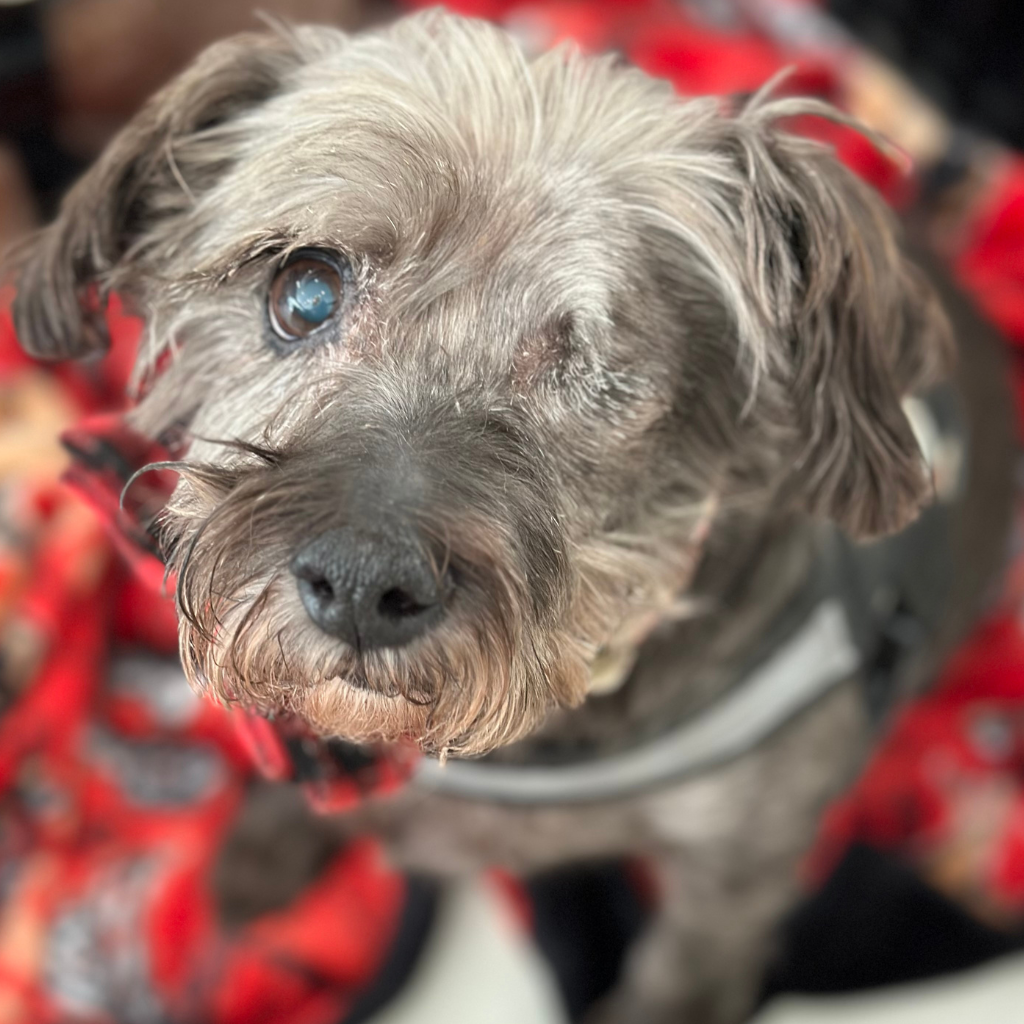 Senior Schnauzer with one eye sewn shut representing the joys and challenges of caring for an older dog