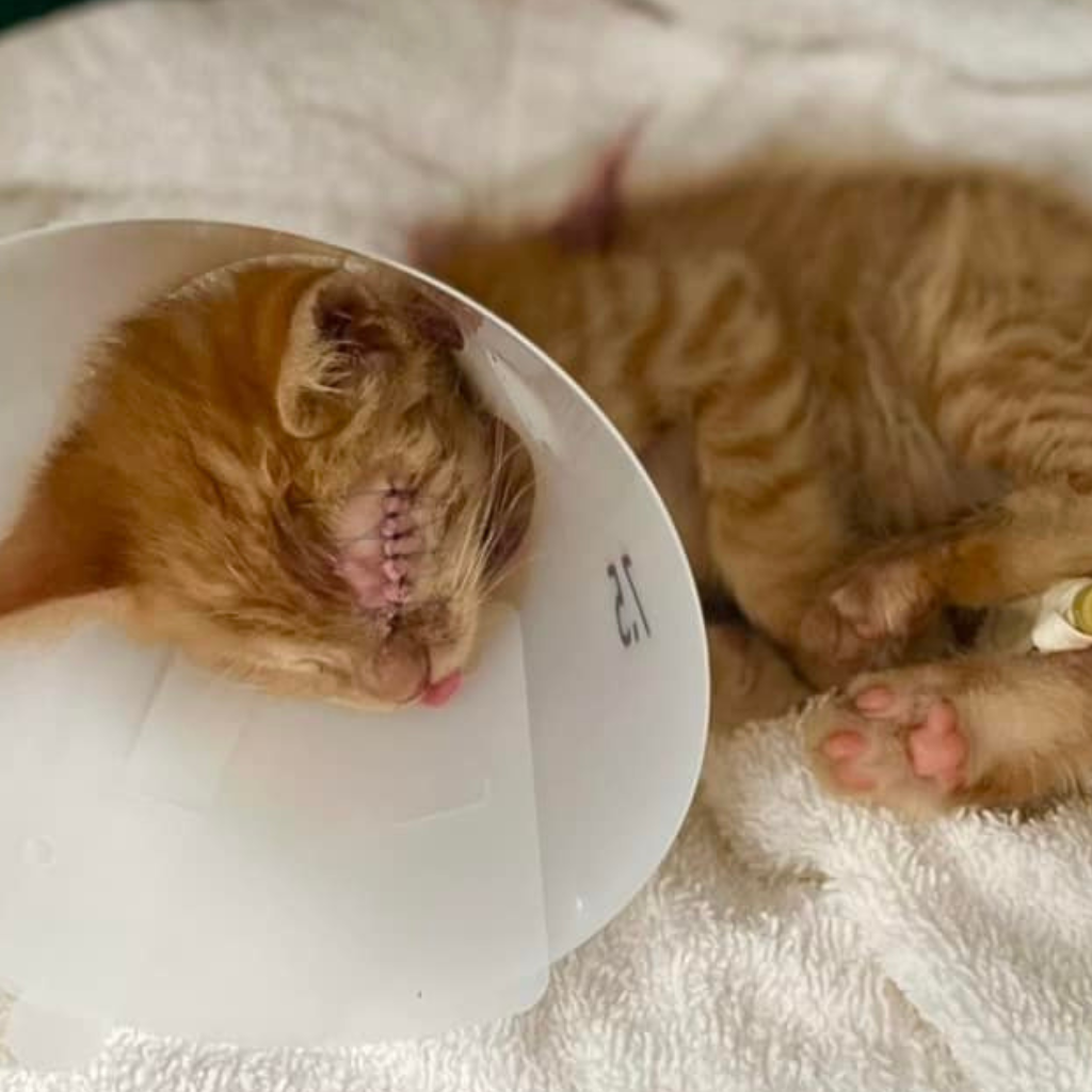 Videmus surgery $100 provides pain relief for an injured pet