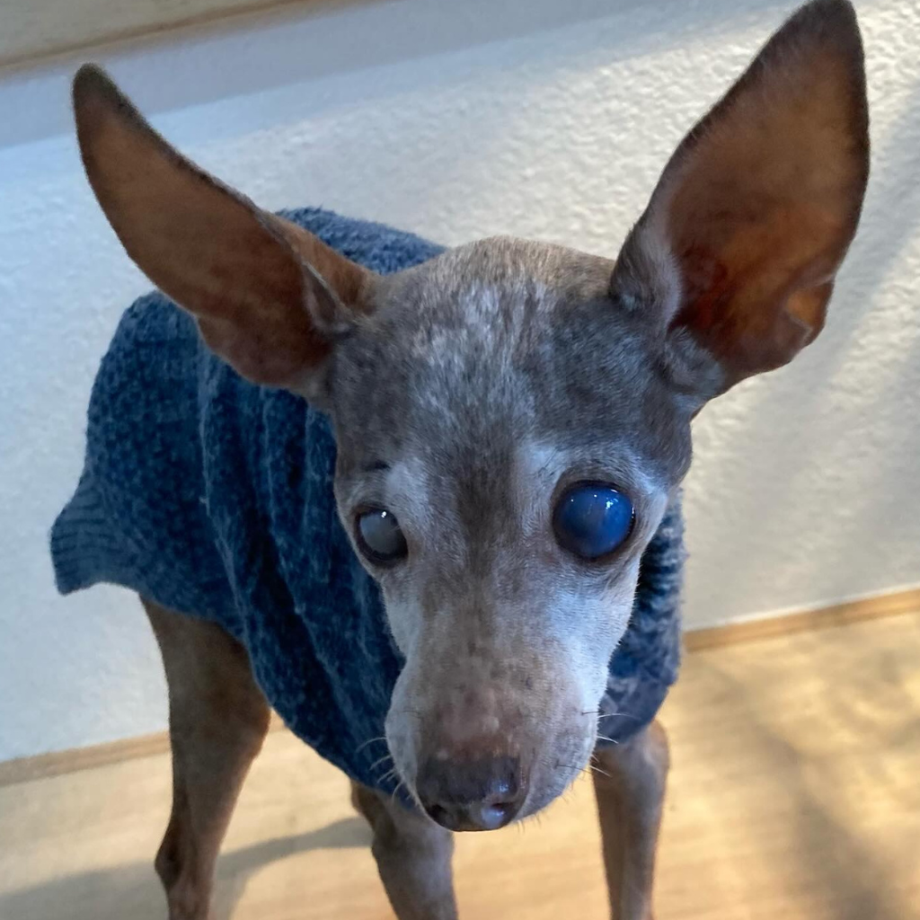 Senior Chihuahua Wearing a Sweater Senior pet Chihuahua wearing a sweater to stay warm during cooler weather