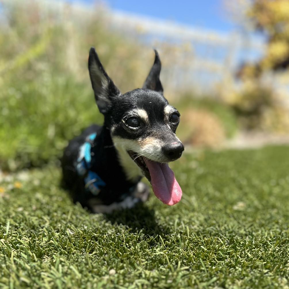 Senior Chihuahua Esperanza Outdoors Senior Chihuahua named Esperanza enjoying time outdoors