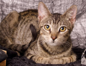 Tabby cat relaxing even though he is living with diabetes