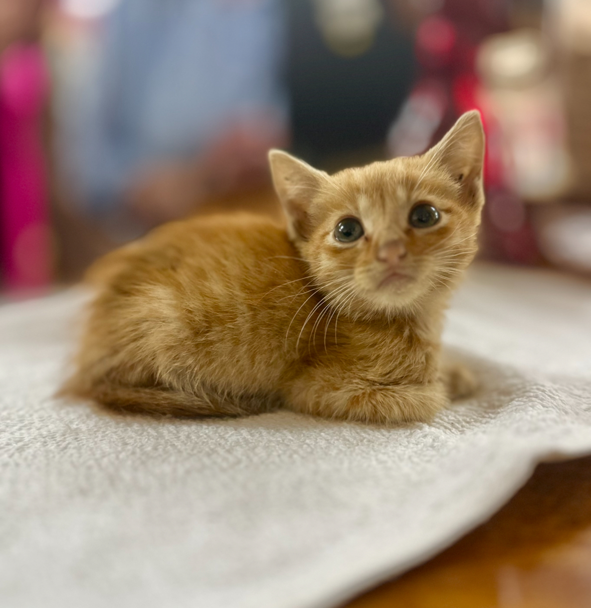 Orange rescue kitten waiting for a loving home.