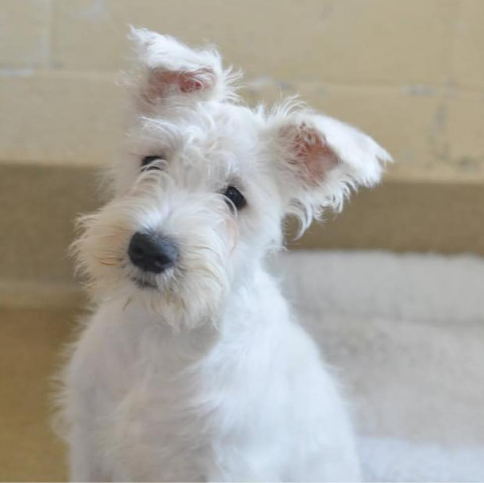 Leprechaun, the rescue dog whose story inspired the founding of Foster Army Animal Rescue.