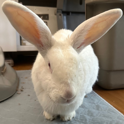 White rescue rabbit sitting quietly and looking at the camera.