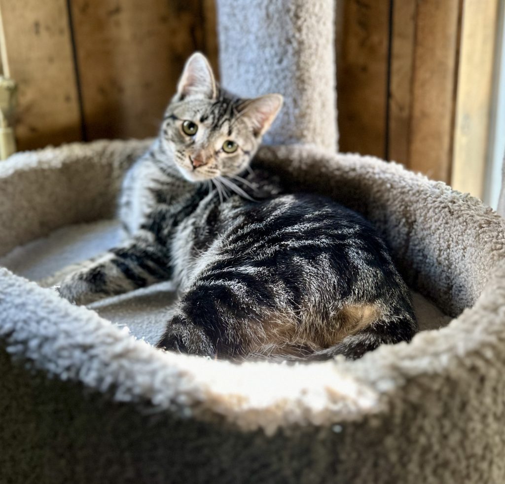Swan, a beloved Foster Army rescue cat remembered on Remember Me Thursday.