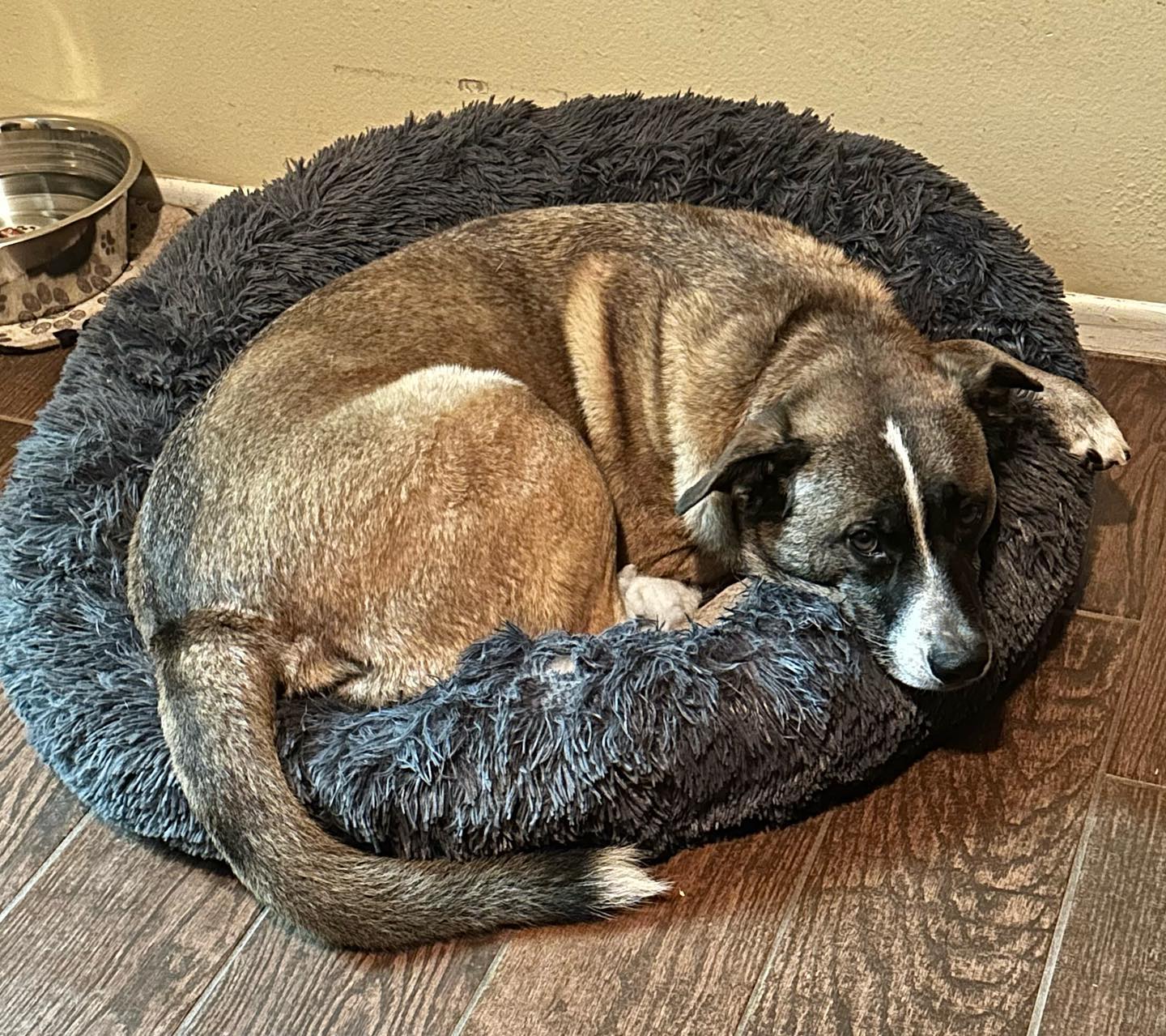 Senior Dog Resting on Orthopedic Bed Senior pet care tips include orthopedic beds for older dogs