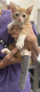 Kitten with a cast receiving veterinary care, an example of unexpected pet medical expenses