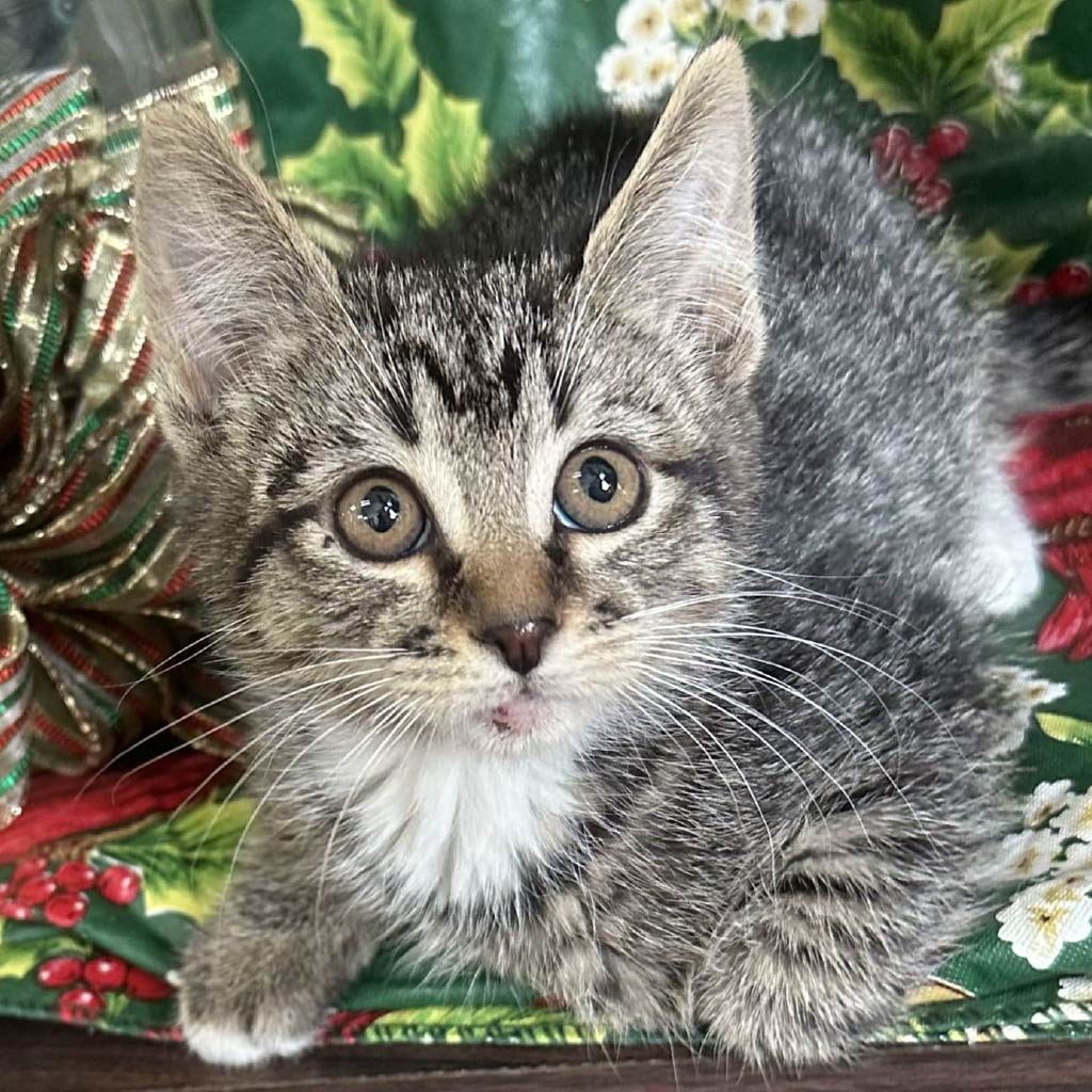 Adopt Kitty Yuzu Adopt a Kitty in need with Foster Army Animal Rescue in Riverside, CA