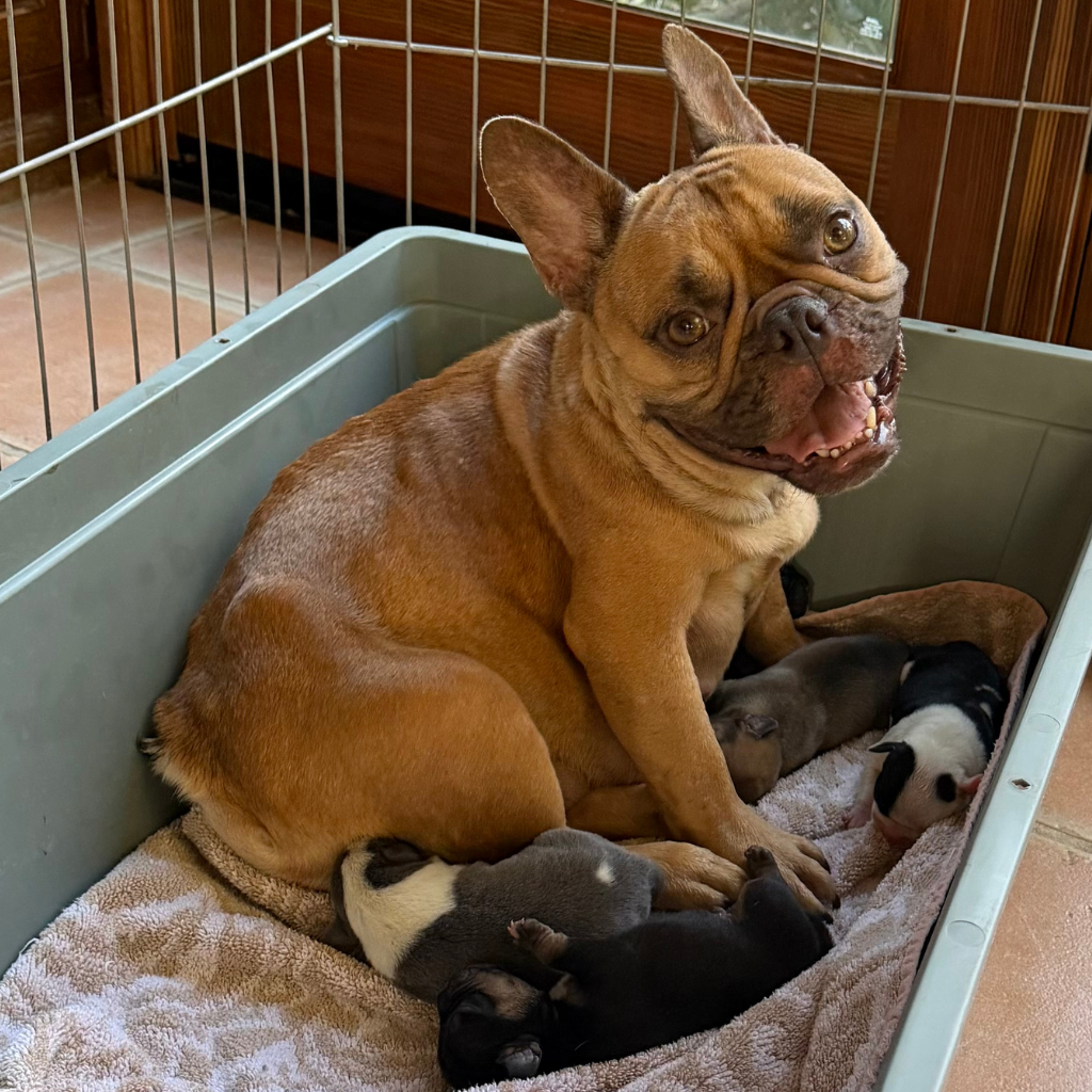 Dijon and Pups