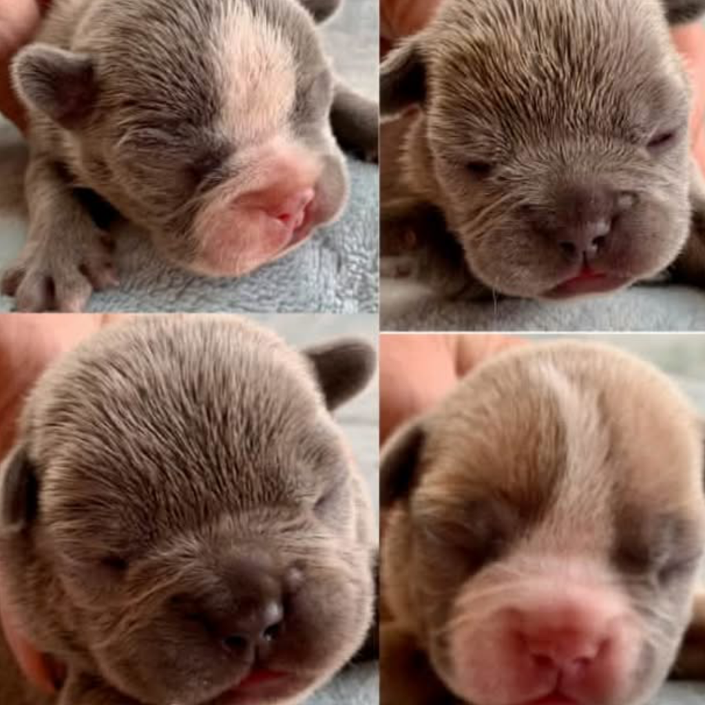 Dijon's Pups