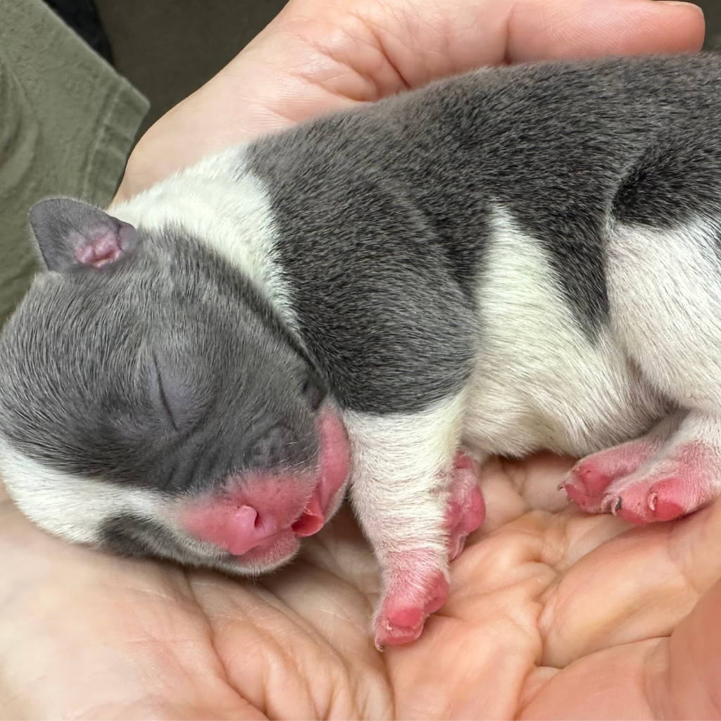 Sleeping pup in hand